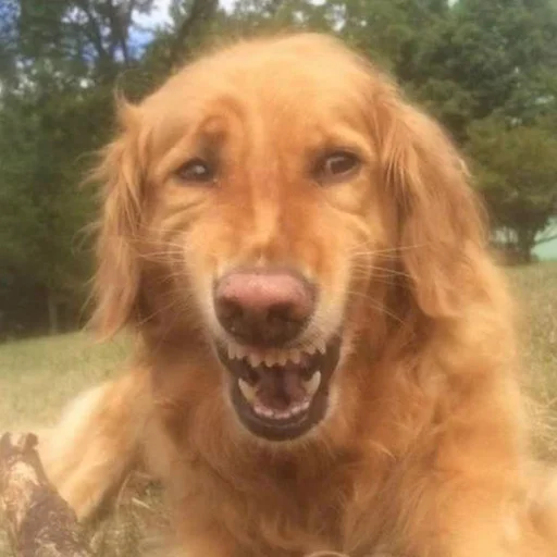 Эмодзи CriNgE AnimALs