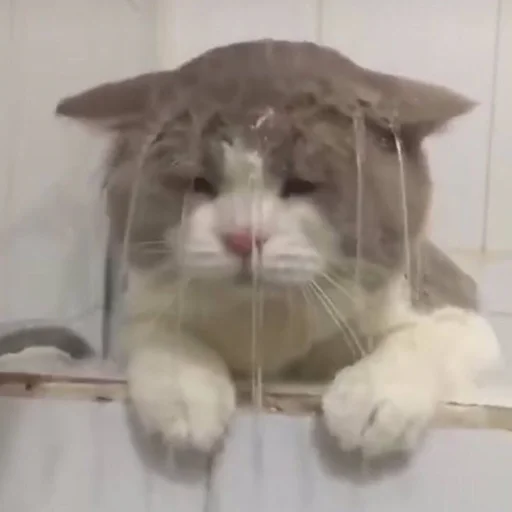 Эмодзи котики