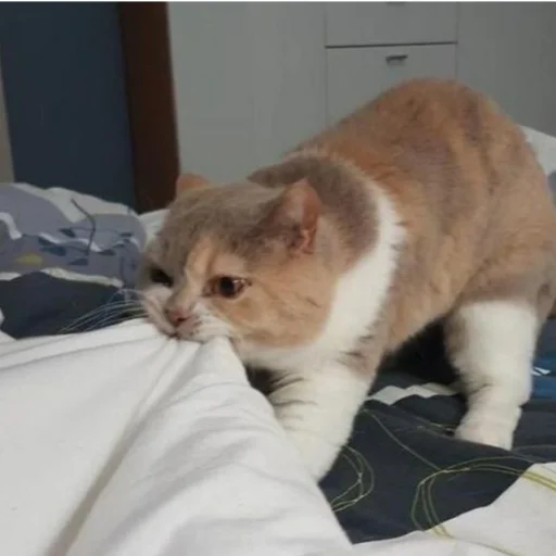 Эмодзи котики