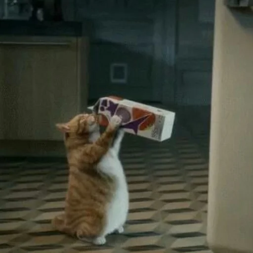 Эмодзи котики