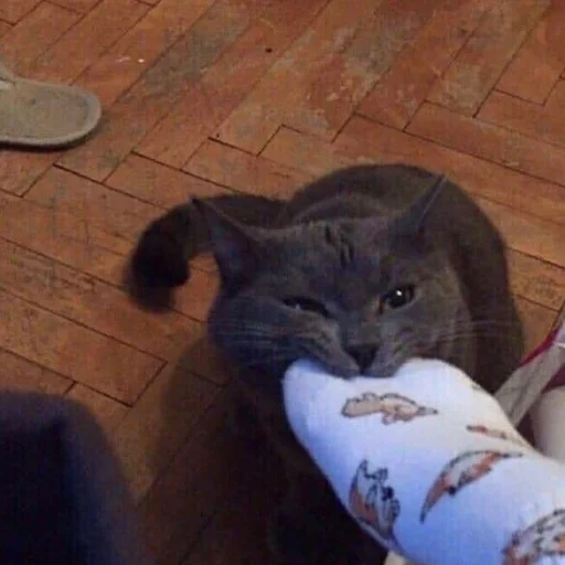 Эмодзи котики