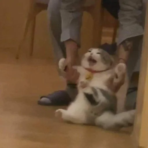 Эмодзи котики