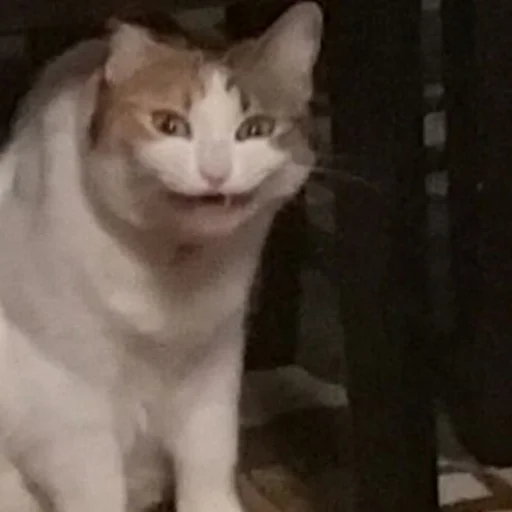 Эмодзи котики