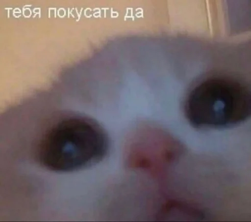 Эмодзи животные кьют