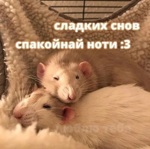 Эмодзи животные кьют