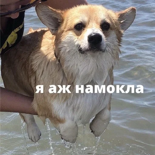 Эмодзи животные кьют