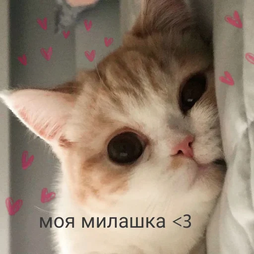 Эмодзи 🐈⬛️ ˓𓄹 ࣪˖