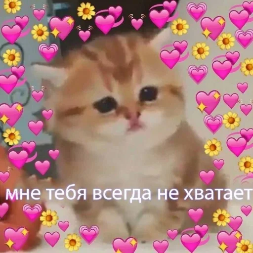 Эмодзи 🐈⬛️ ˓𓄹 ࣪˖