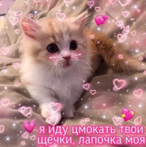 Эмодзи 🐈⬛️ ˓𓄹 ࣪˖