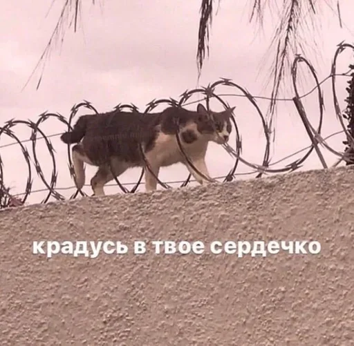 Эмодзи 🐈⬛️ ˓𓄹 ࣪˖