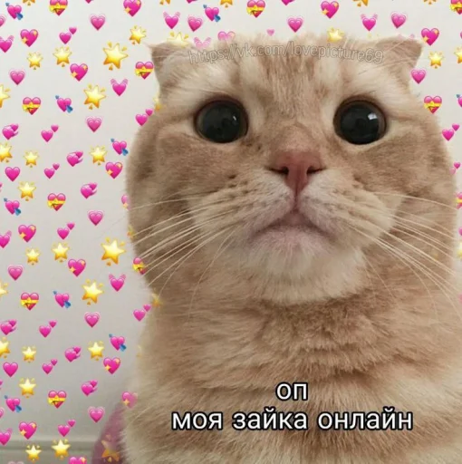 Эмодзи Cute cats 100