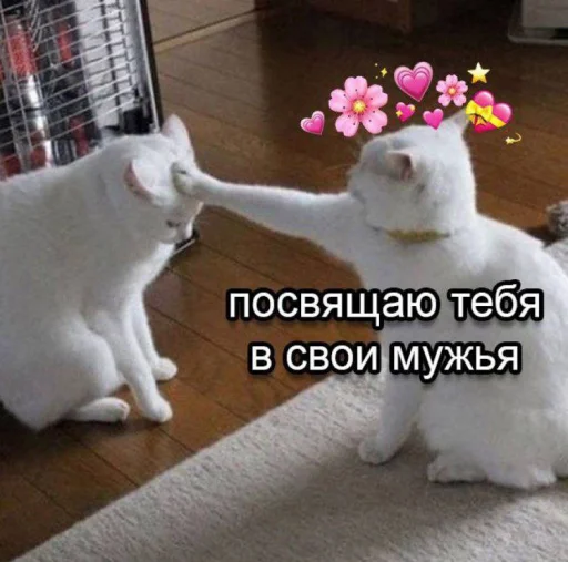 Эмодзи cutecats 3