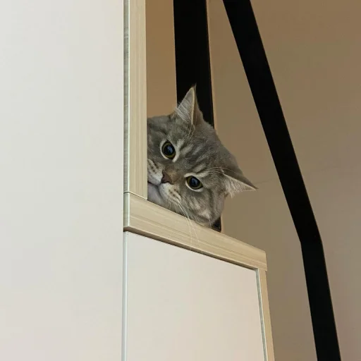 Эмодзи cutecats 3