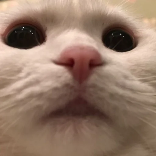 Эмодзи cutecats 3