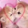 Эмодзи ฅ^•ﻌ•^ฅ
