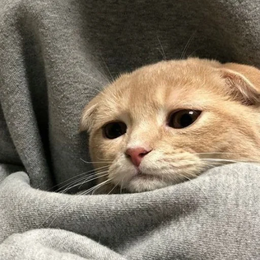 Эмодзи Cute cats