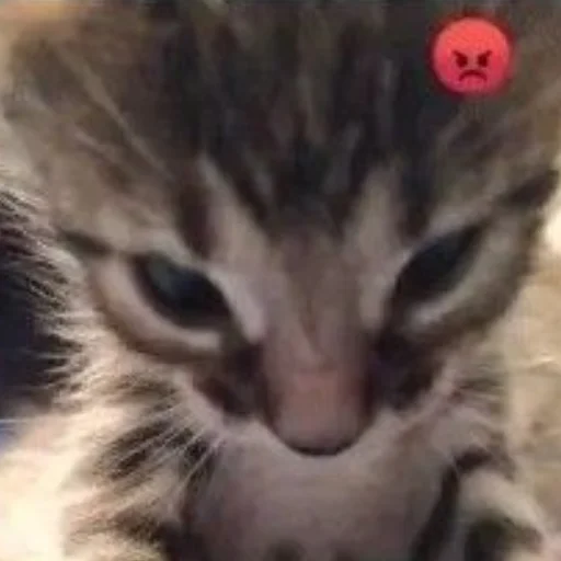 Эмодзи Cute cats