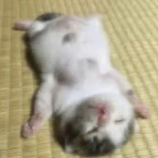 Эмодзи Cute cats