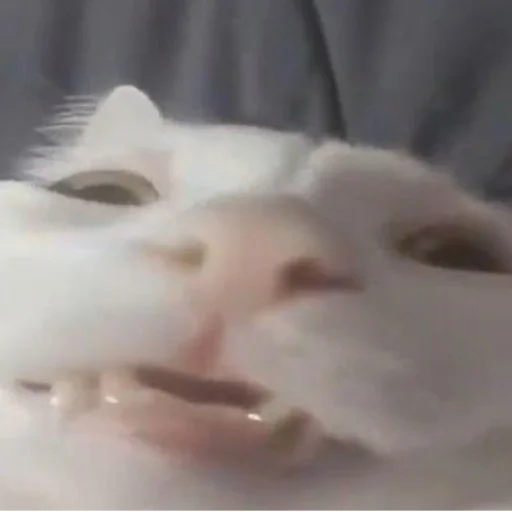 Эмодзи Cute cats