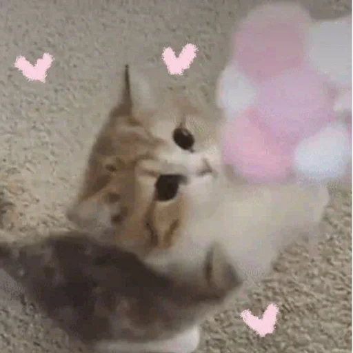 Эмодзи Cute cats