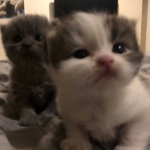 Эмодзи Cute cats