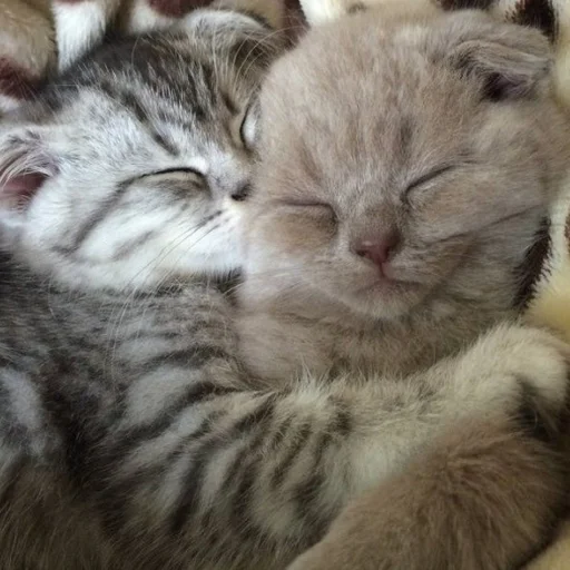 Эмодзи Cute cats