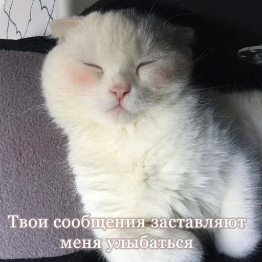 Эмодзи ˶•ㅅ•˵