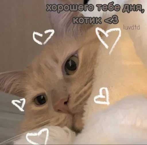 Эмодзи ˶•ㅅ•˵