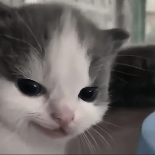 Эмодзи cutecat^^