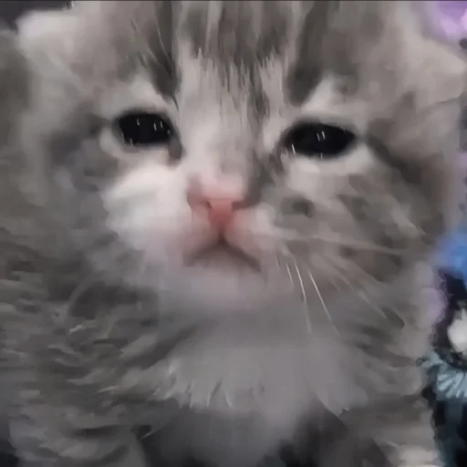 Эмодзи cutecat^^