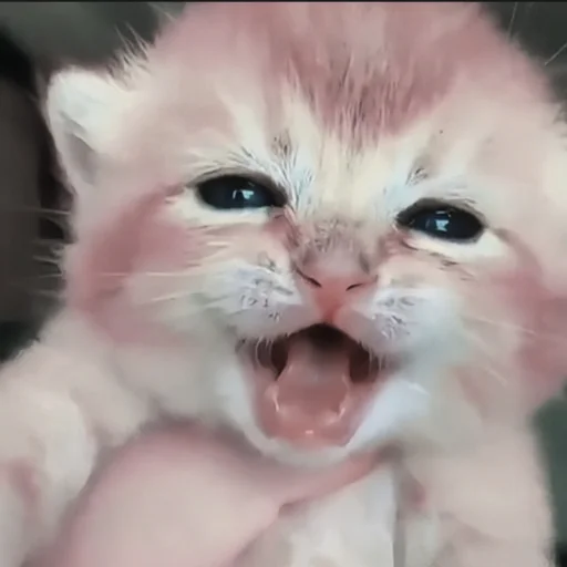 Эмодзи cutecat^^