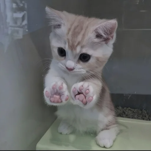 Эмодзи cutecat^^