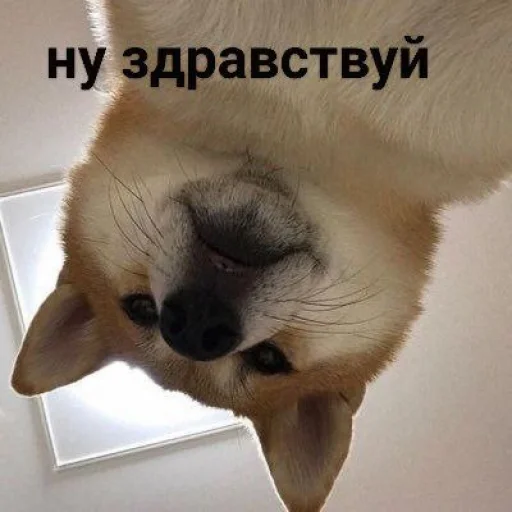 Эмодзи cute dogs meme