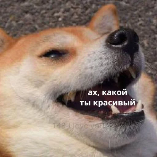 Эмодзи cute dogs meme