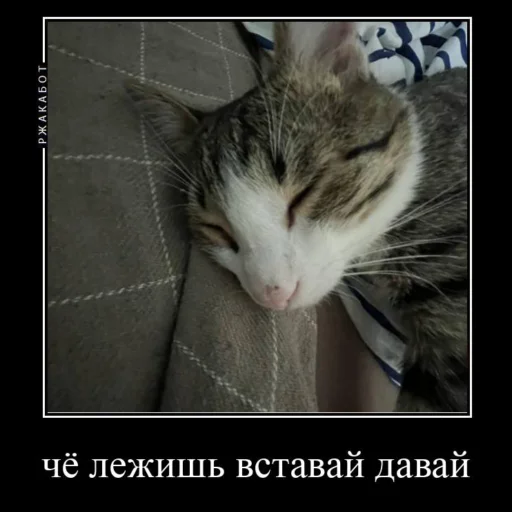 Эмодзи Миленькие котики