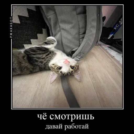 Эмодзи Миленькие котики