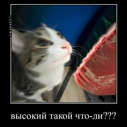 Эмодзи Миленькие котики