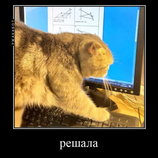 Эмодзи Миленькие котики