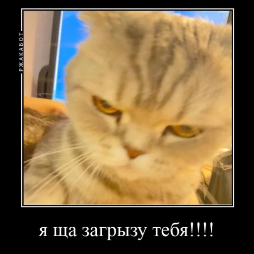 Эмодзи Миленькие котики