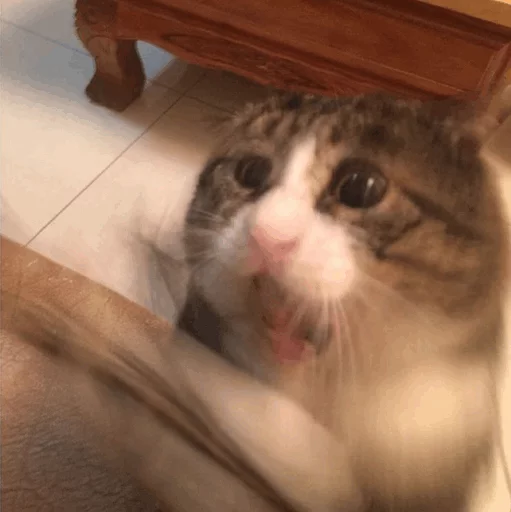 Эмодзи Cuteness Overload
