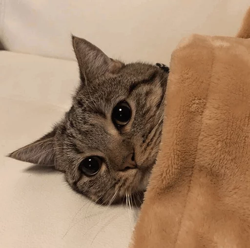 Эмодзи Cuteness Overload