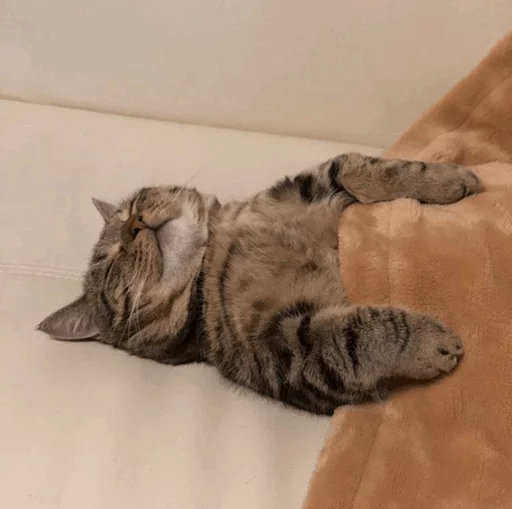 Эмодзи Cuteness Overload