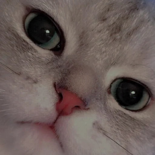 Эмодзи cutie cat