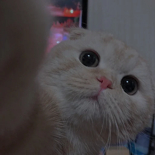 Эмодзи cutie cat