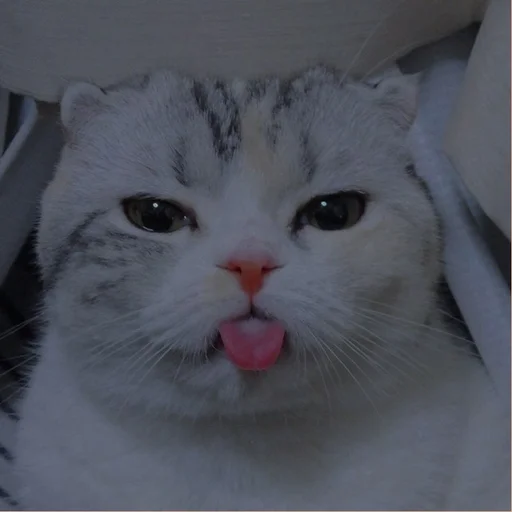 Эмодзи cutie cat