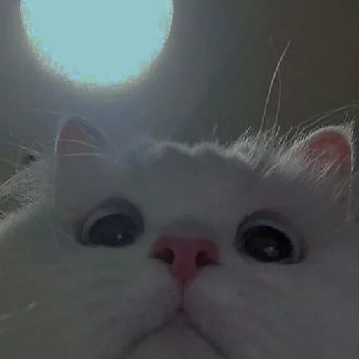 Эмодзи cutie cat