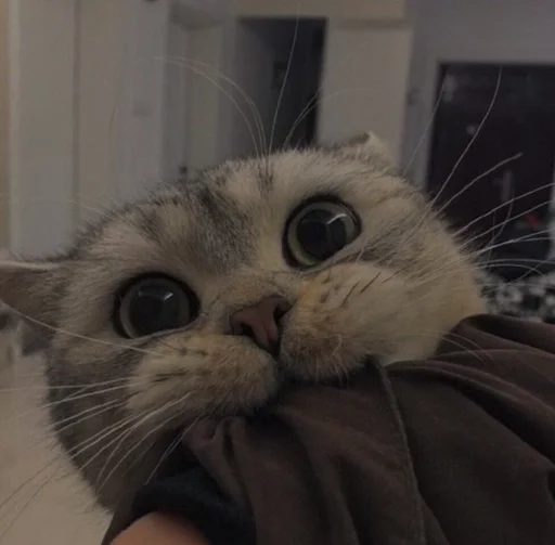 Эмодзи cutie cat