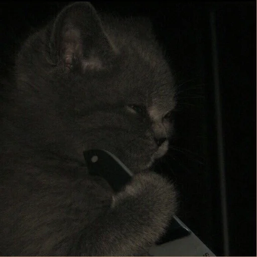 Эмодзи cutie cat