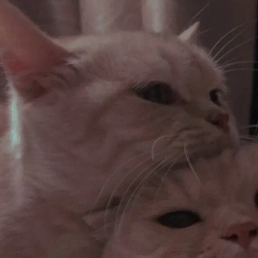 Эмодзи cutie cat