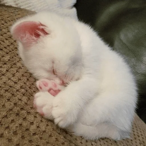 Эмодзи котейки